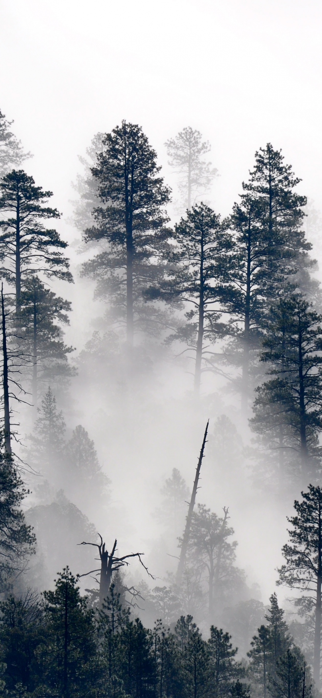 Обои деревья туман, дерево, сосна, растение, природный ландшафт в разрешении 1125x2436