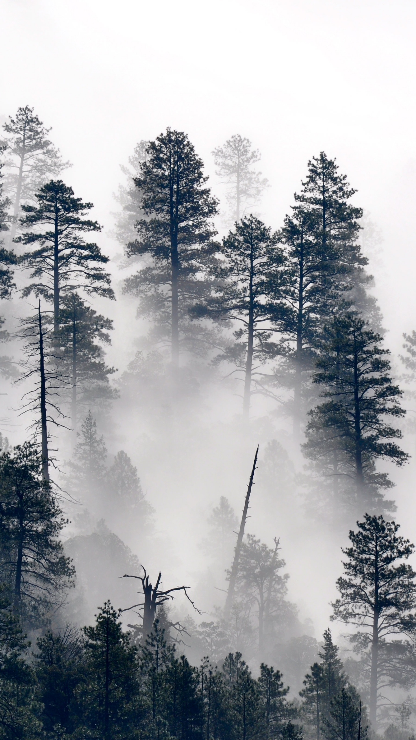 Обои деревья туман, дерево, сосна, растение, природный ландшафт в разрешении 1440x2560