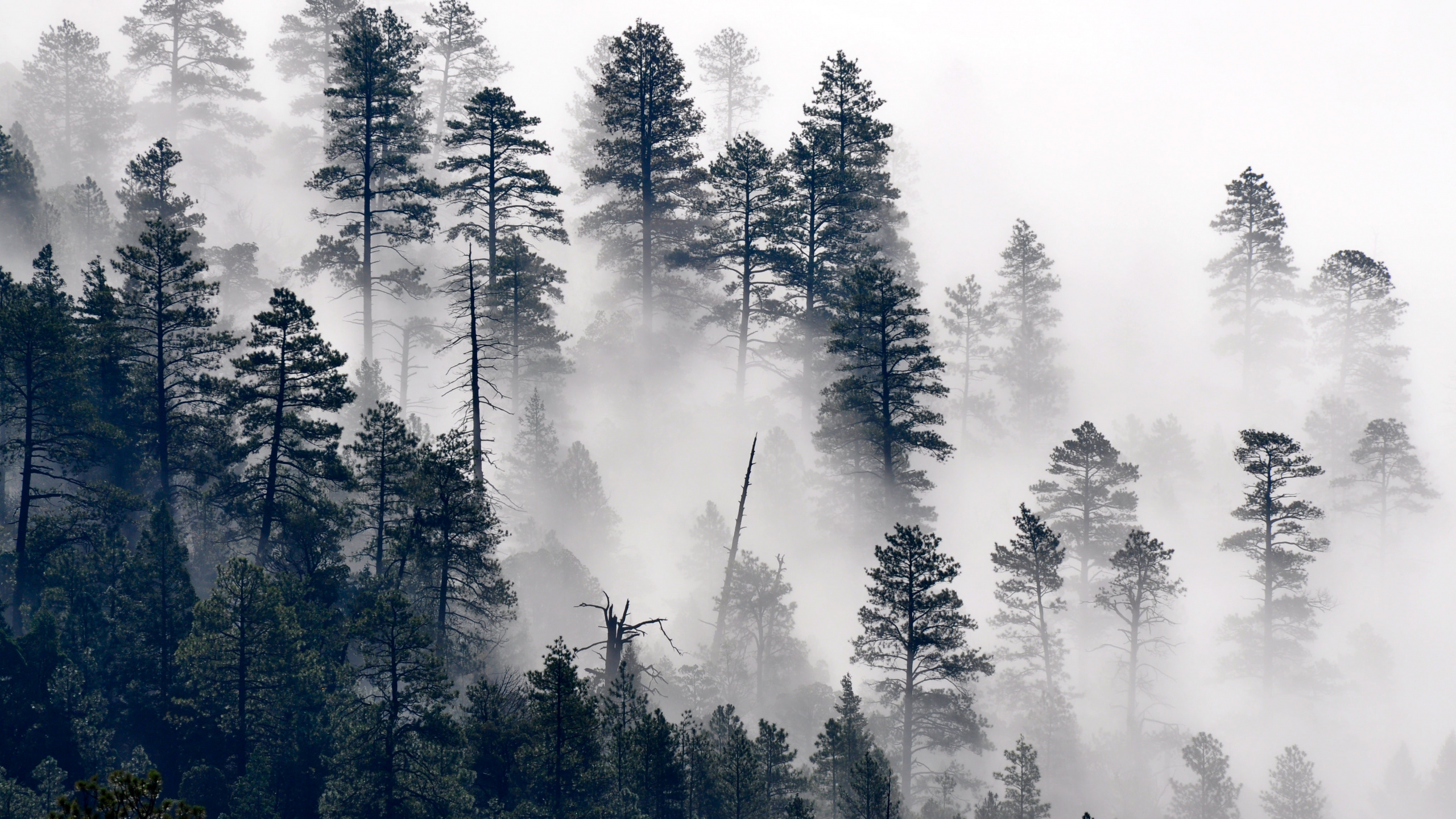Обои деревья туман, дерево, сосна, растение, природный ландшафт в разрешении 2560x1440
