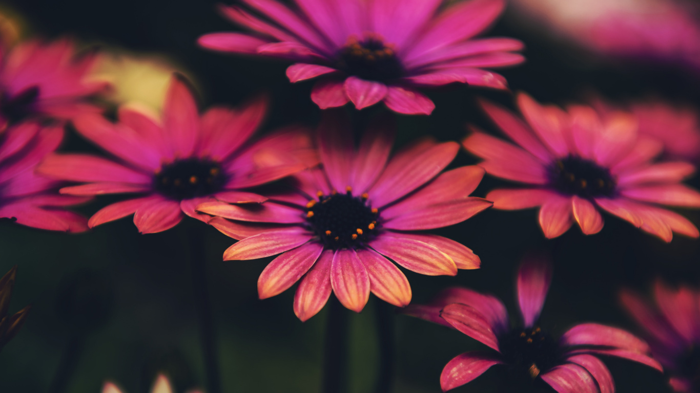 Обои цветок, общие Дейзи, растение, ботаники, лепесток в разрешении 1366x768