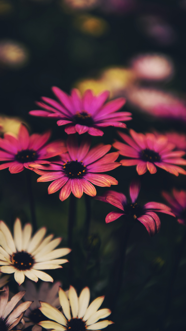 Обои цветок, общие Дейзи, растение, ботаники, лепесток в разрешении 750x1334