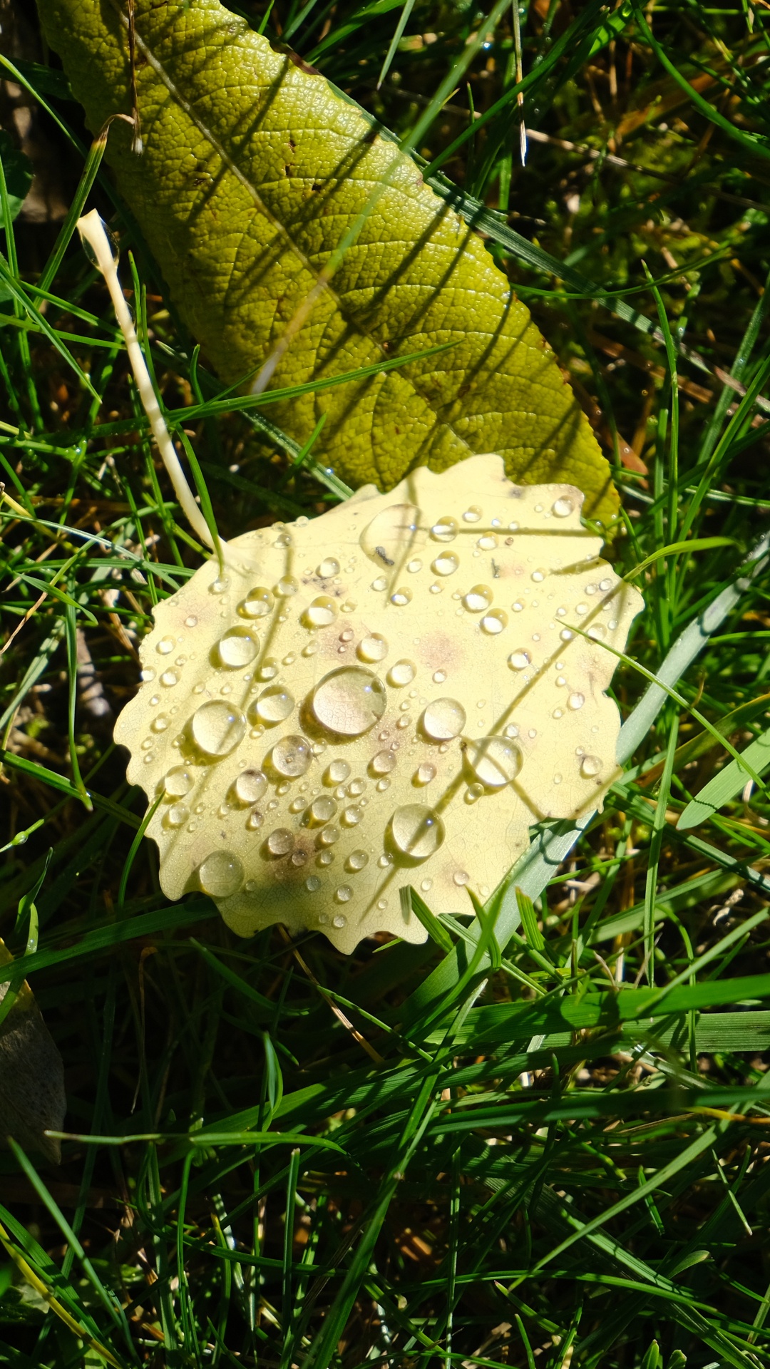 Обои Флора, цветок, растение, наземное растение, agaricaceae в разрешении 1080x1920