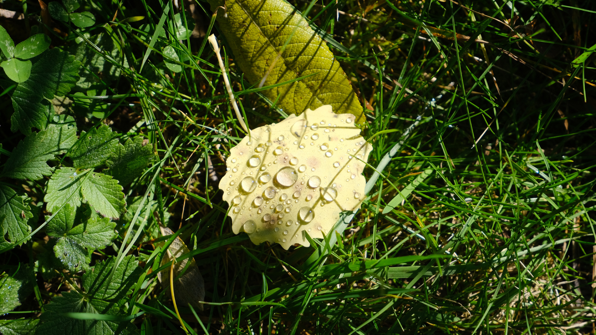 Обои Флора, цветок, растение, наземное растение, agaricaceae в разрешении 1920x1080