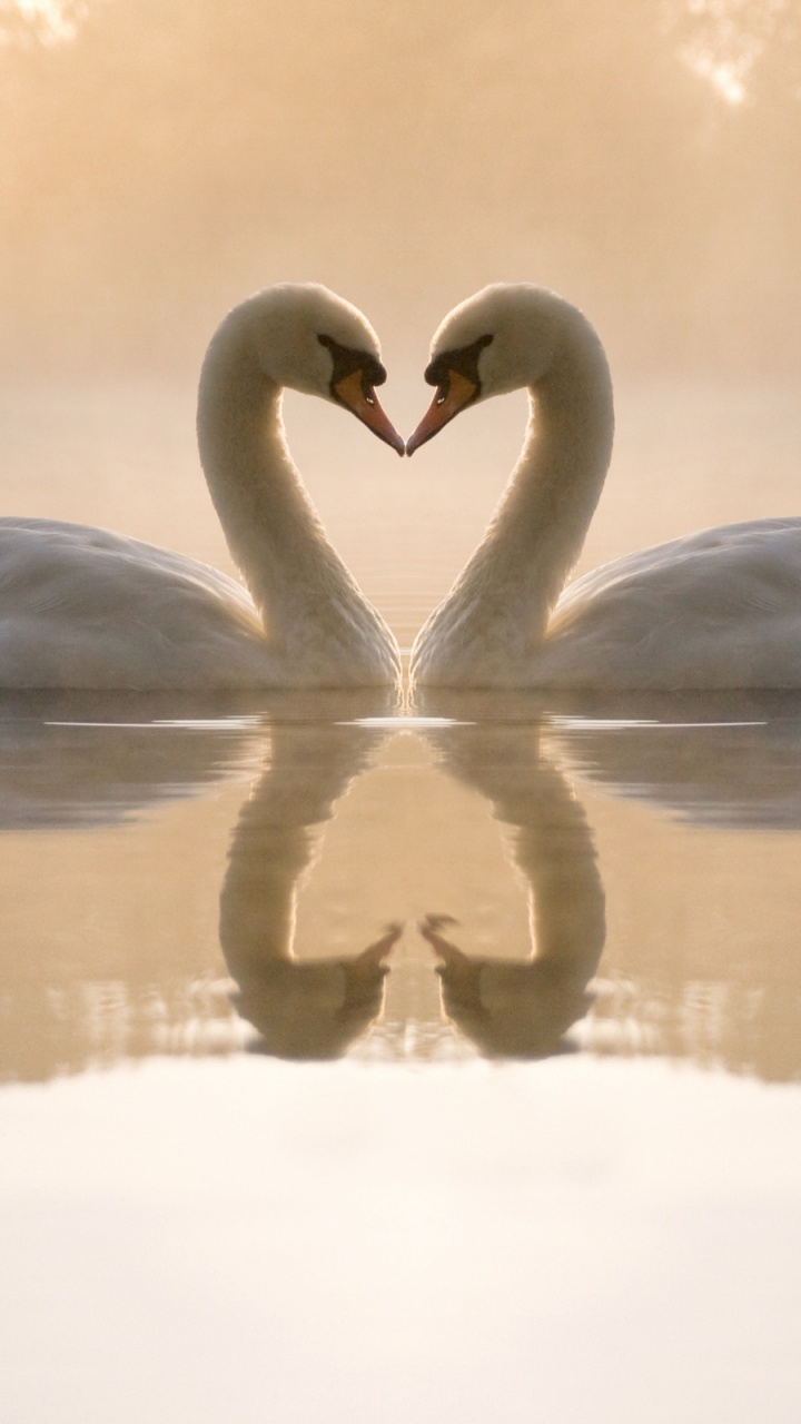 Обои лебедь шипун, Лебедь, птица, водоплавающие птицы, отражение в разрешении 720x1280