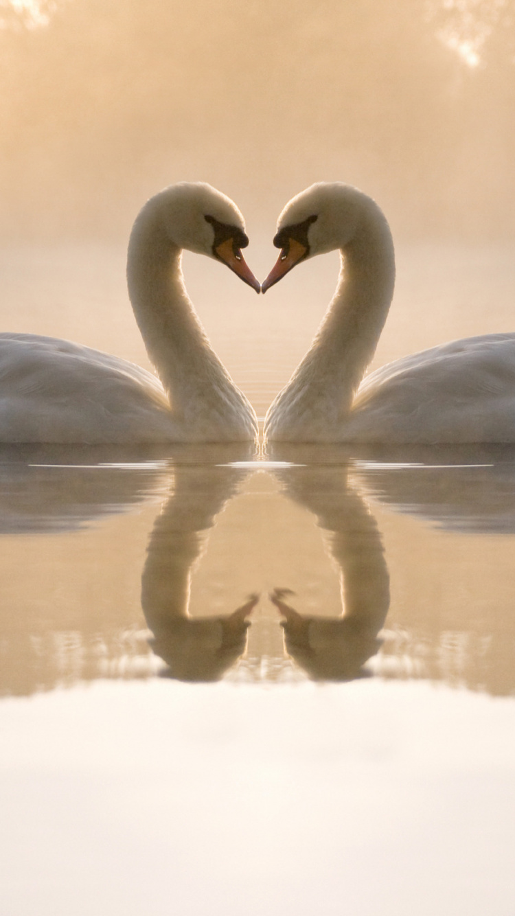 Обои лебедь шипун, Лебедь, птица, водоплавающие птицы, отражение в разрешении 750x1334
