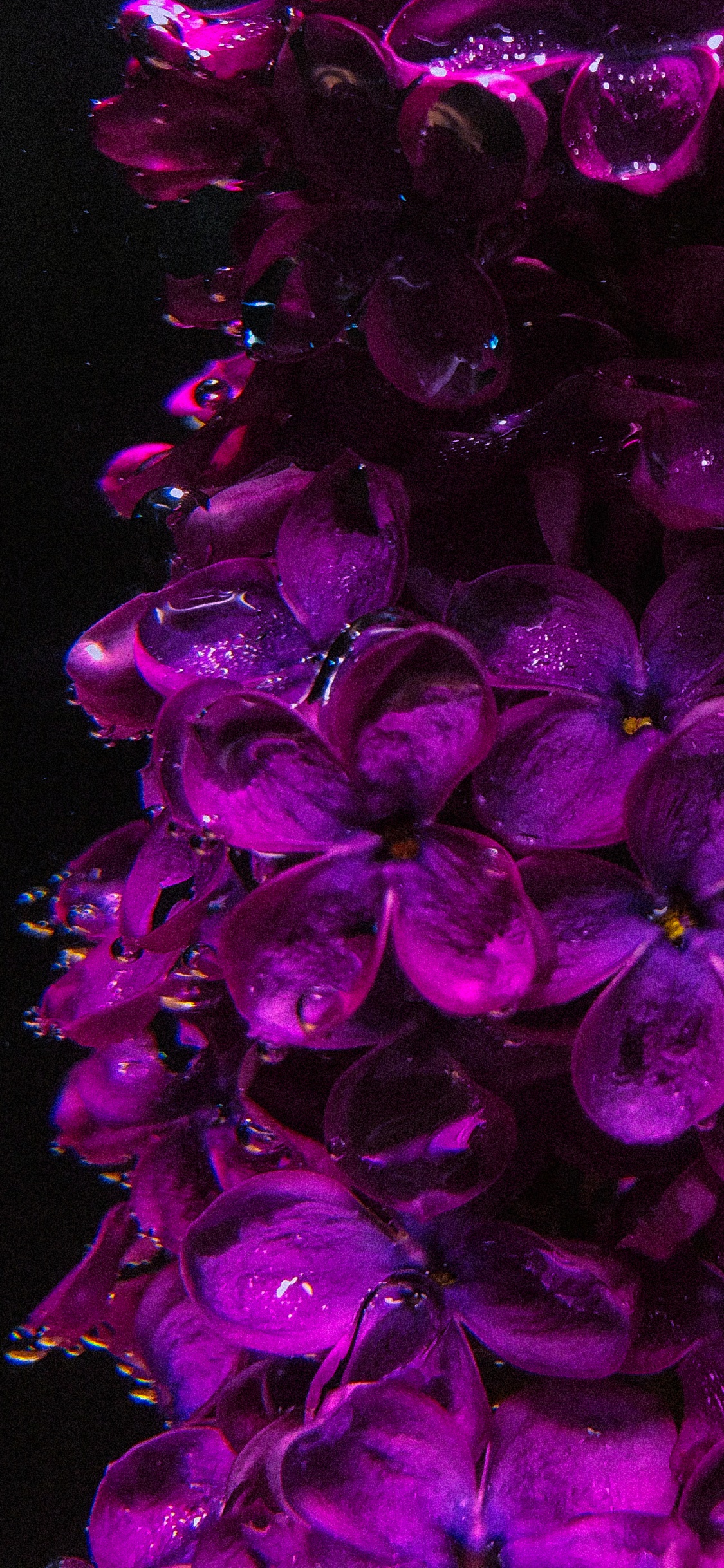 Обои сирень, цветок, растение, пурпур, лепесток в разрешении 1125x2436