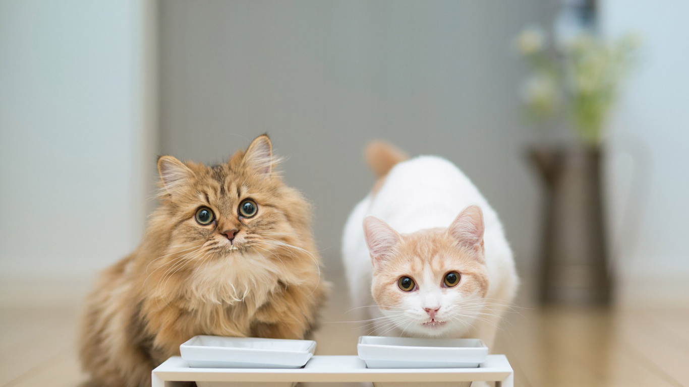 Обои кот, котенок, пес, бакенбарды, собака в разрешении 1366x768