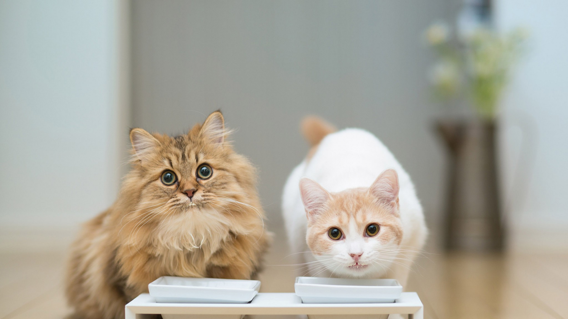 Обои кот, котенок, пес, бакенбарды, собака в разрешении 1920x1080