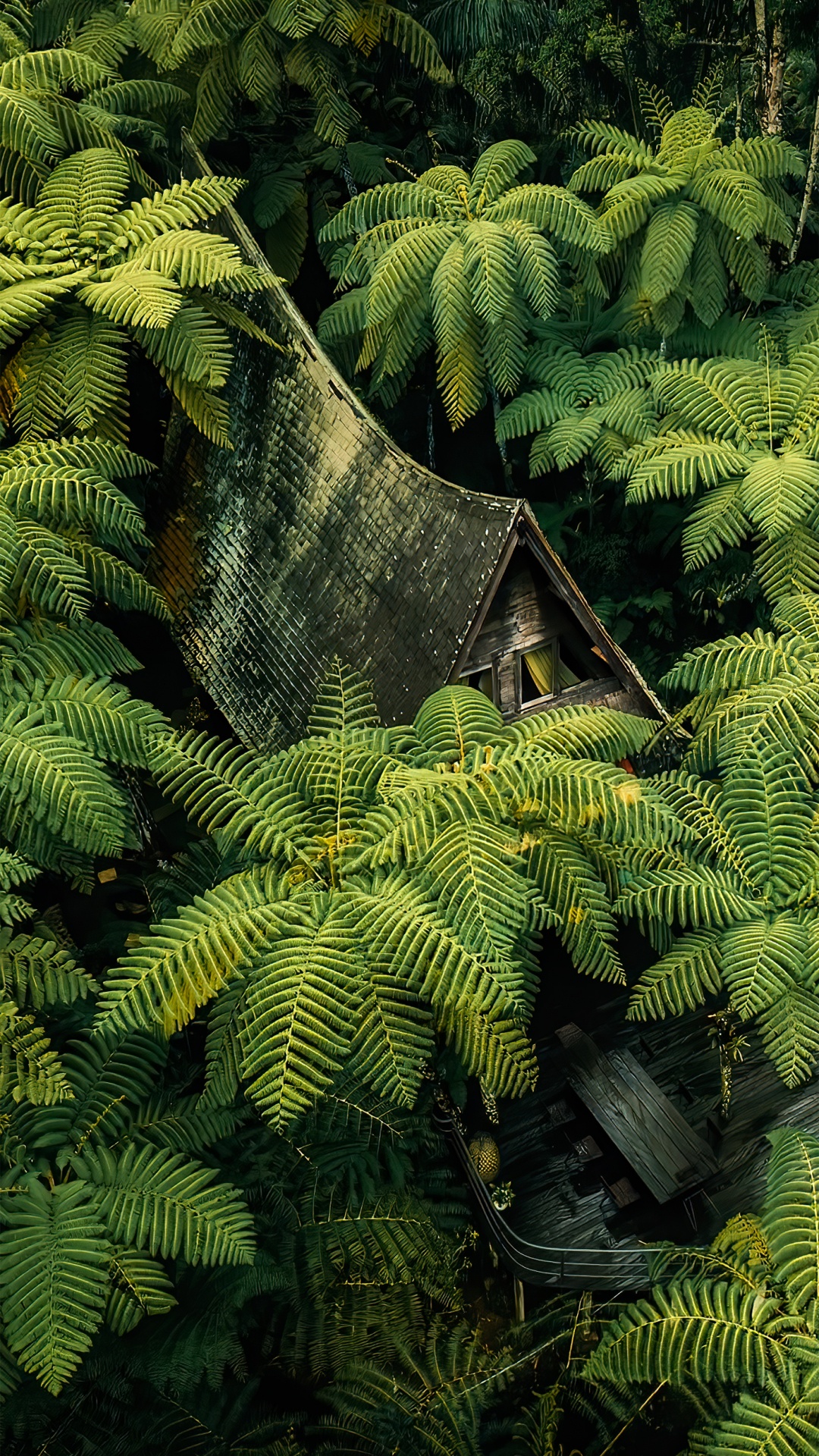 Обои растительность, хвойными лесами, растительное сообщество, растение, ветвь в разрешении 1080x1920