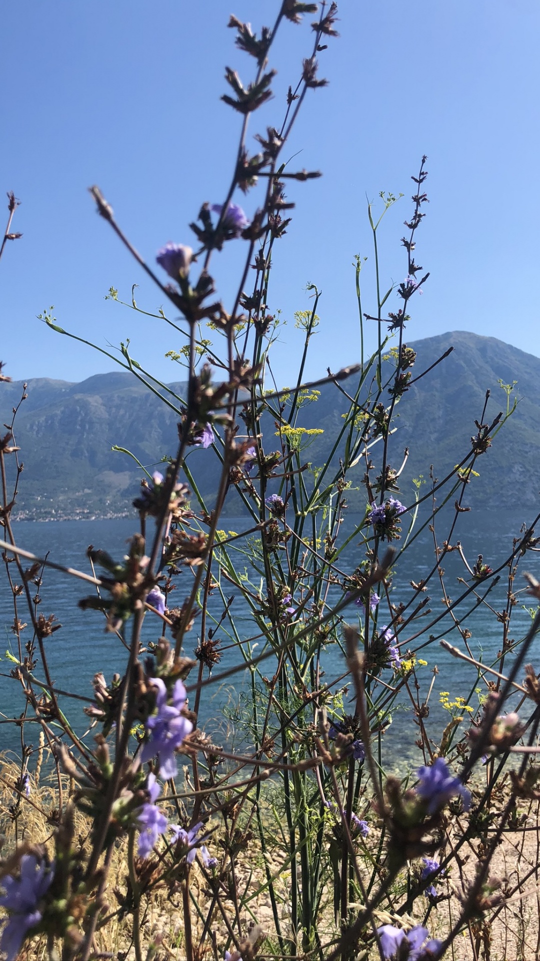 Обои Флора, физика, наука, биология, цветок в разрешении 1080x1920