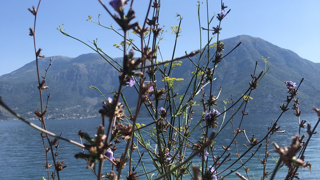 Обои Флора, физика, наука, биология, цветок в разрешении 1280x720