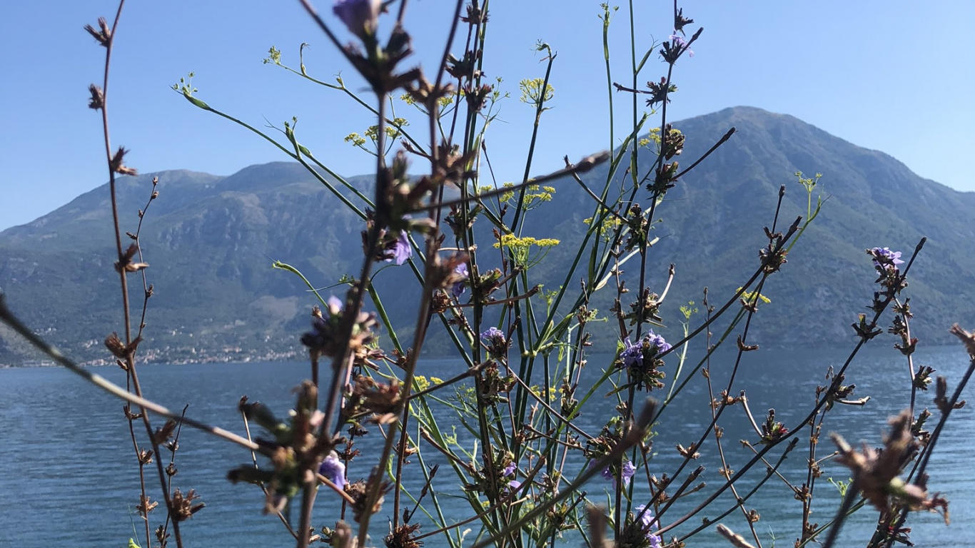 Обои Флора, физика, наука, биология, цветок в разрешении 1366x768