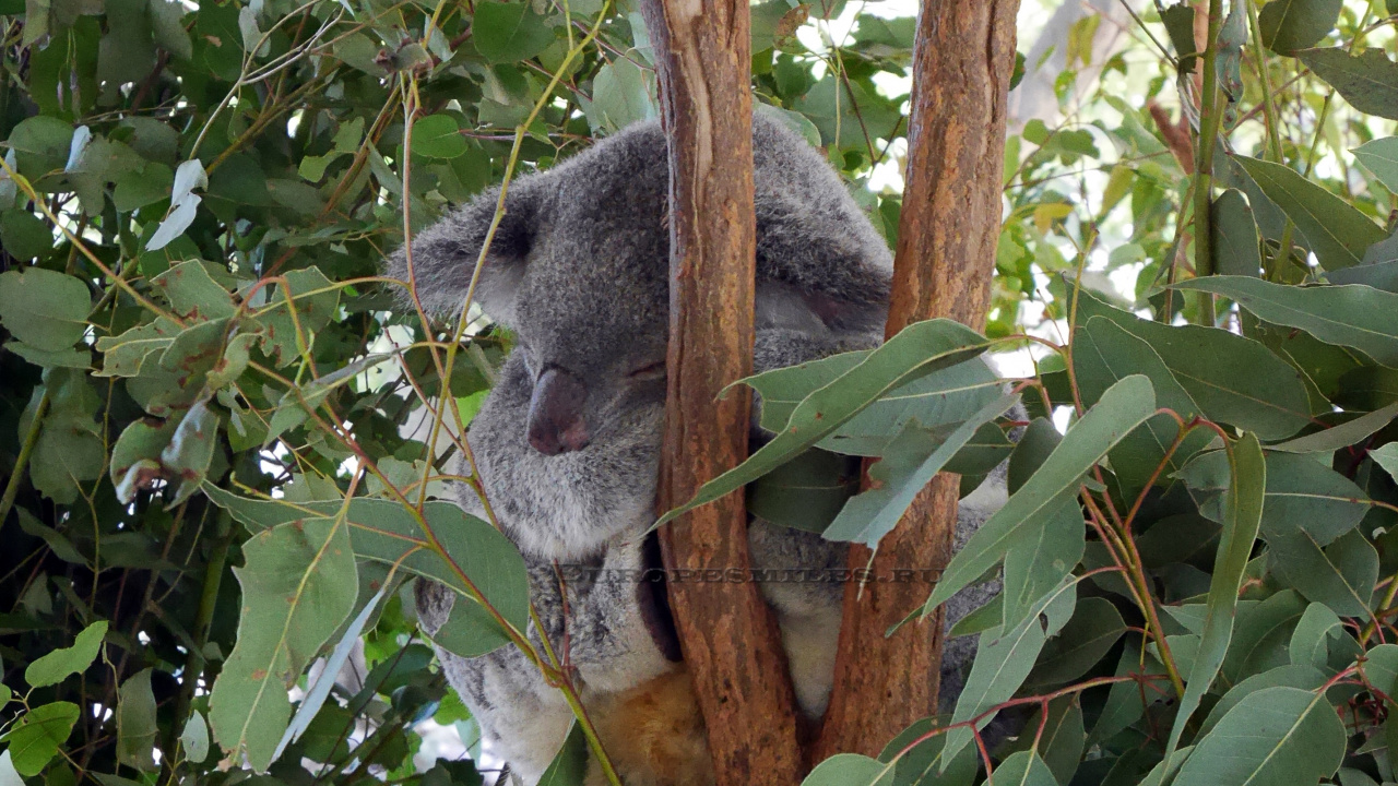 Обои Коала, лист, сумчатое животное, дерево, живая природа в разрешении 1280x720