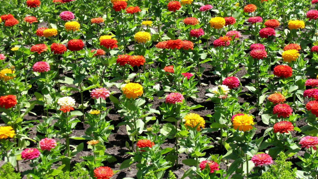 Обои цветковое растение, полевой цветок, однолетнее растение, почвопокровная, сад в разрешении 1280x720