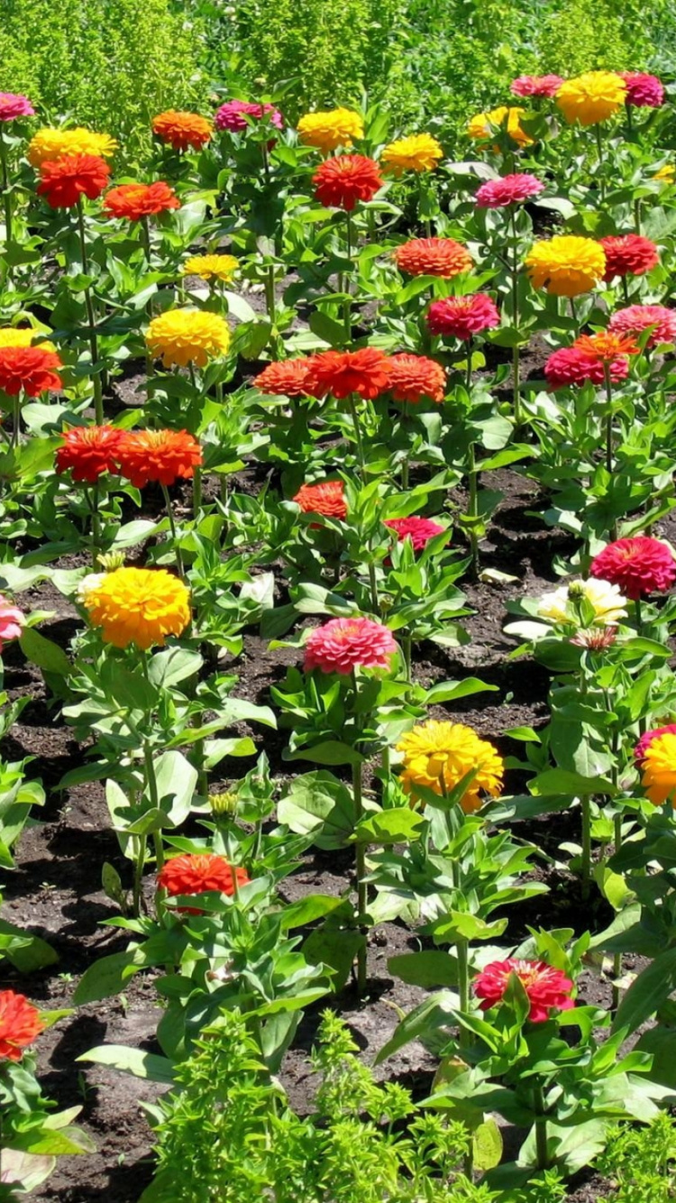 Обои цветковое растение, полевой цветок, однолетнее растение, почвопокровная, сад в разрешении 750x1334