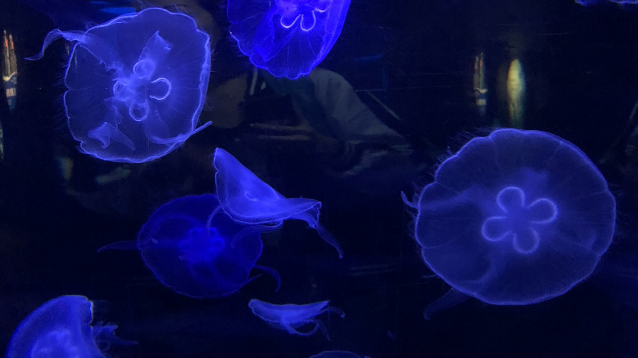 Обои Медуза, морская биология, морские беспозвоночные, синий, мажорель синий в разрешении 1280x720