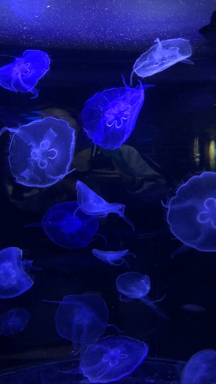 Обои Медуза, морская биология, морские беспозвоночные, синий, мажорель синий в разрешении 720x1280