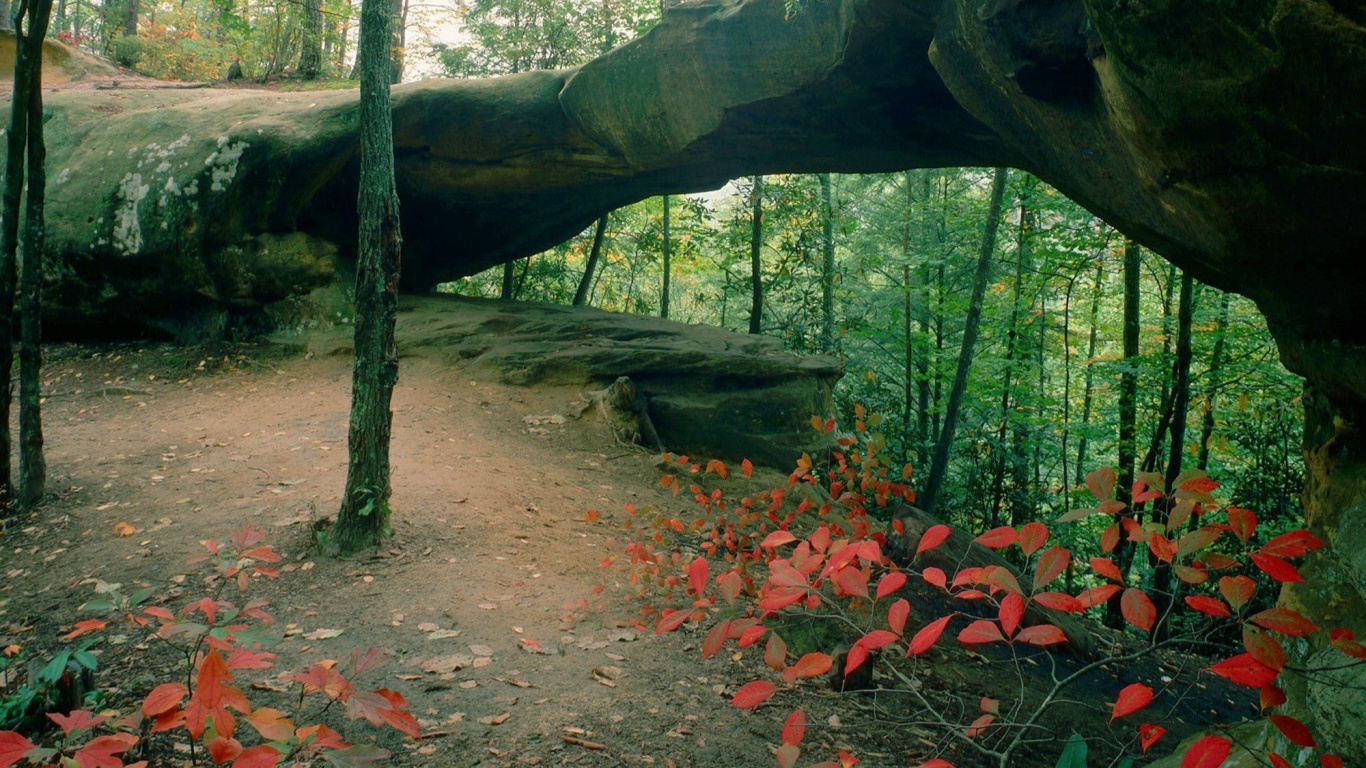 Обои Ред-Ривер Ущелье Геологический Область, природа, лес, лесистая местность, природный заповедник в разрешении 1366x768