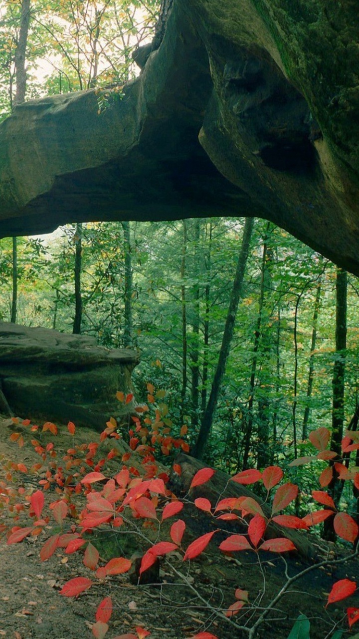 Обои Ред-Ривер Ущелье Геологический Область, природа, лес, лесистая местность, природный заповедник в разрешении 720x1280