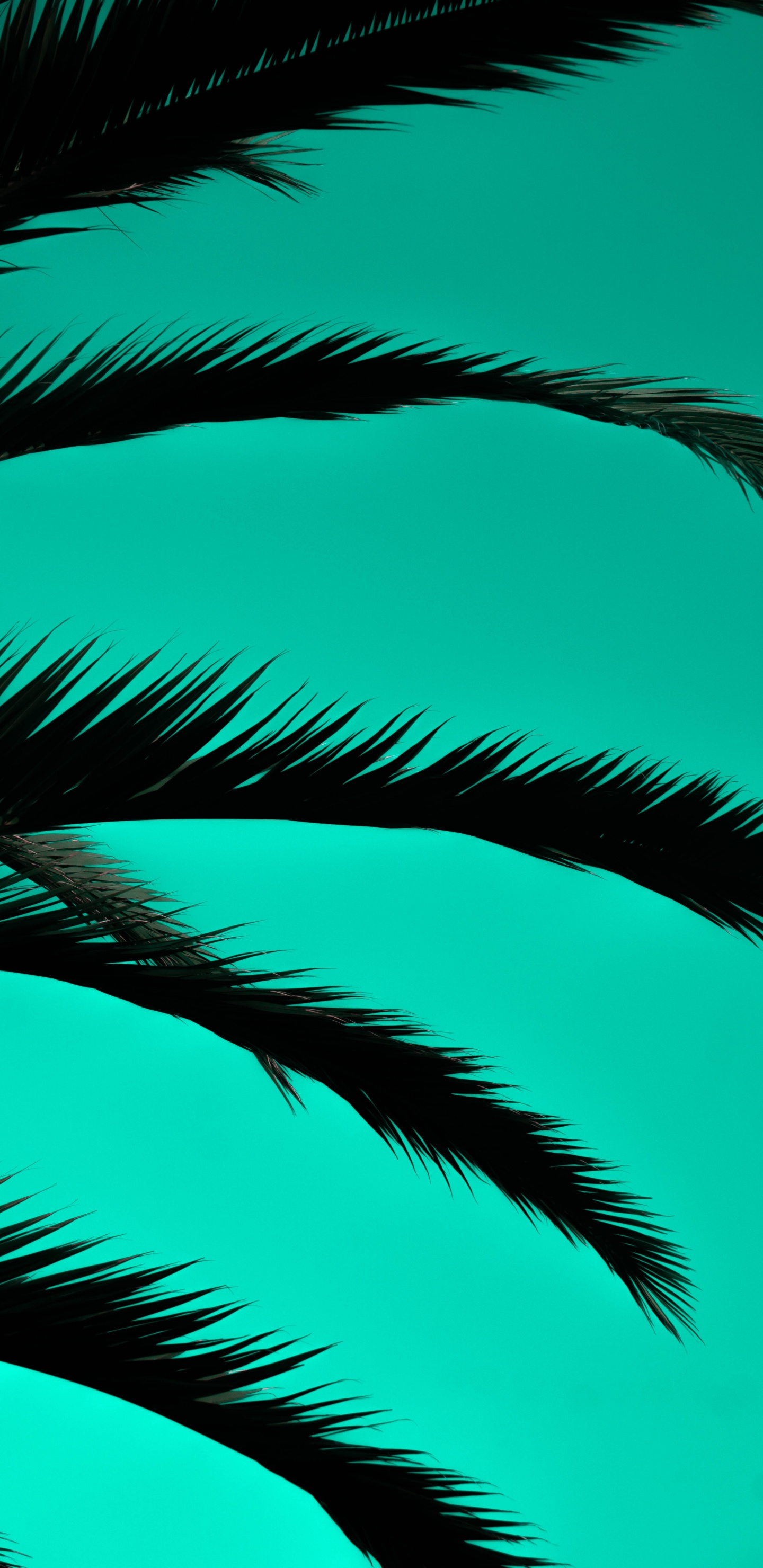 Обои пальмовые рощи, дерево, зеленый, Пальма, растение в разрешении 1440x2960