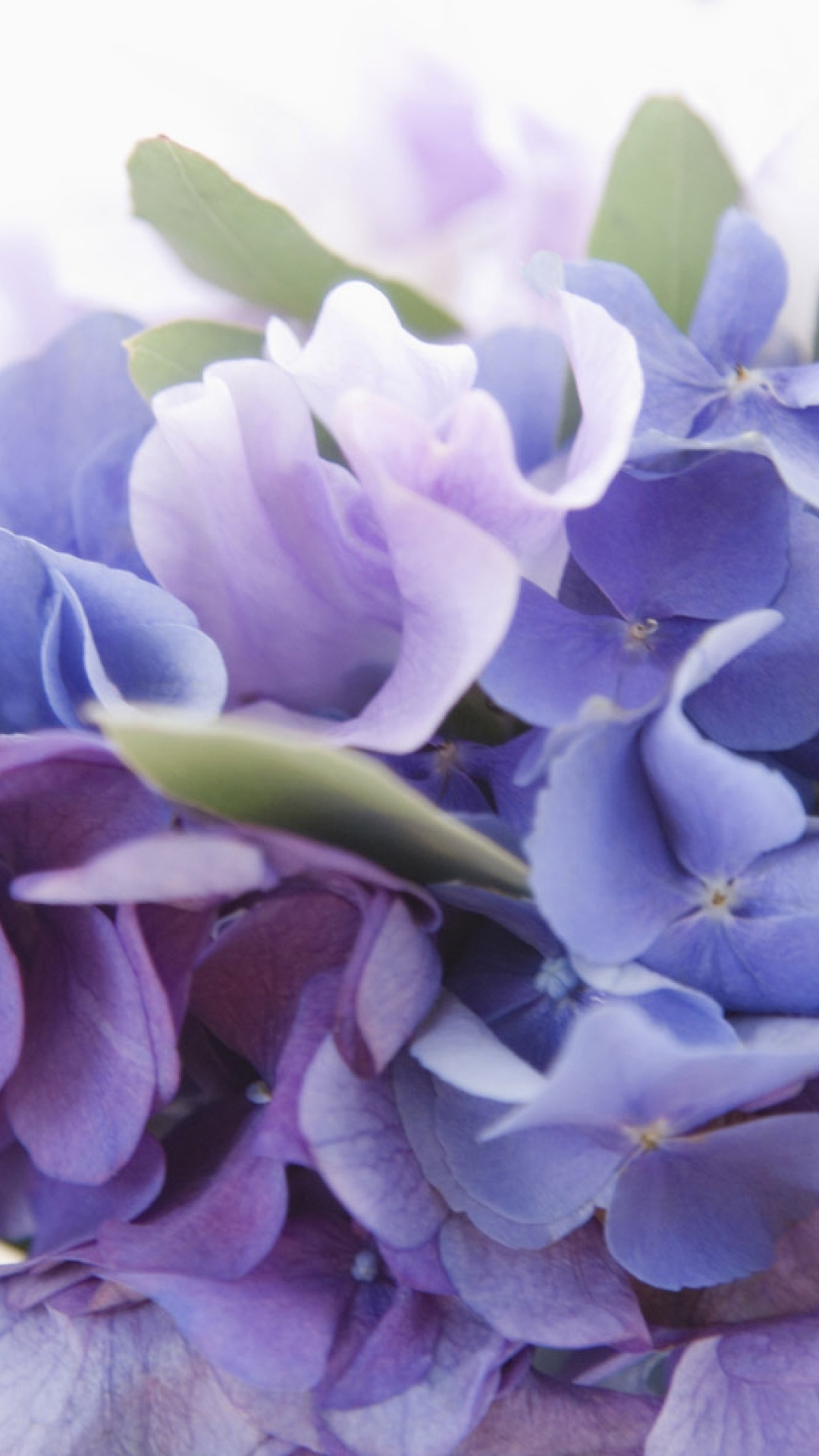 Обои цветок, цветковое растение, лепесток, сирень, синий в разрешении 1080x1920