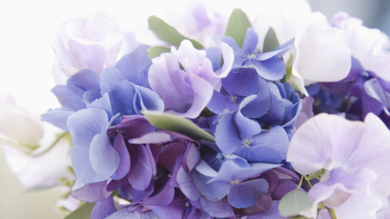 Обои цветок, цветковое растение, лепесток, сирень, синий в разрешении 1280x720