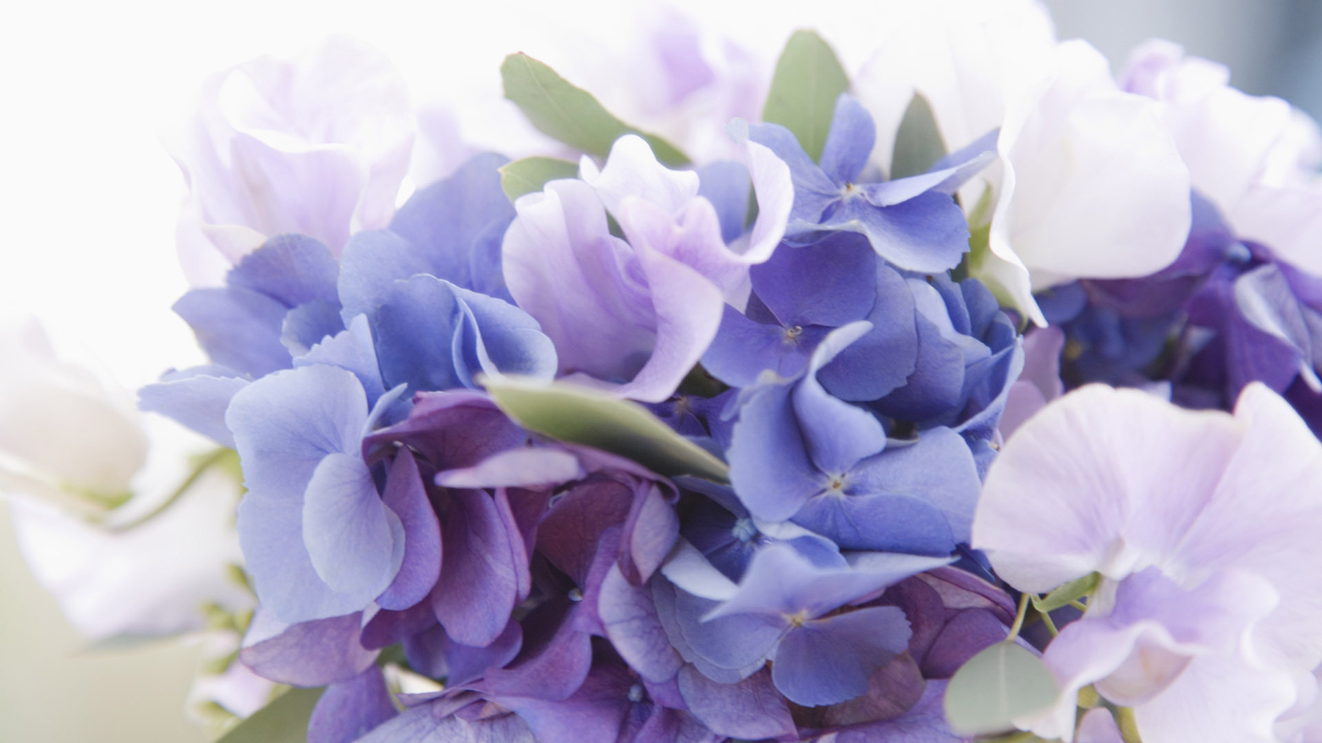 Обои цветок, цветковое растение, лепесток, сирень, синий в разрешении 1920x1080