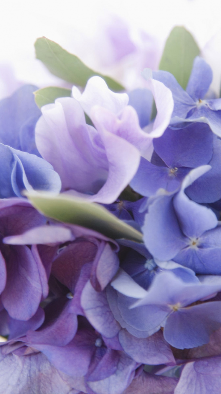 Обои цветок, цветковое растение, лепесток, сирень, синий в разрешении 750x1334
