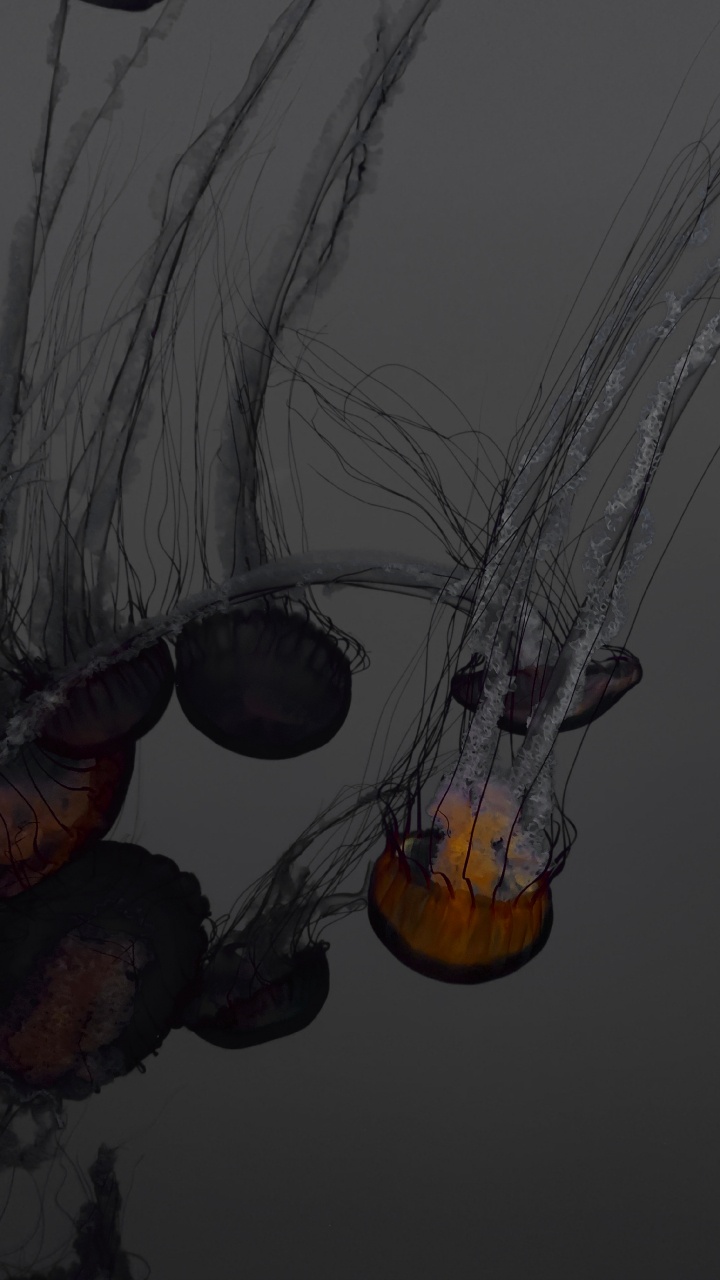 Обои Медуза, рисование, иллюстрация, эскиз, натюрморт в разрешении 720x1280