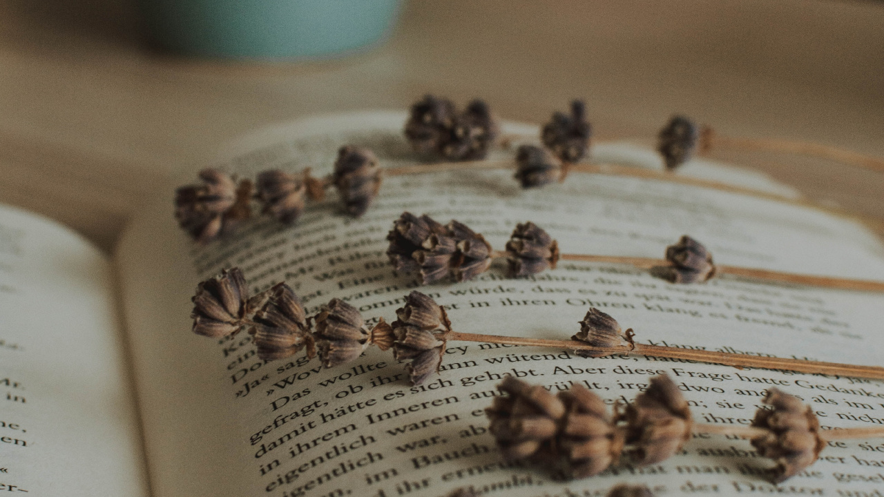 Обои лаванда, пища, книга, Художники портфолио, насекомое в разрешении 1280x720