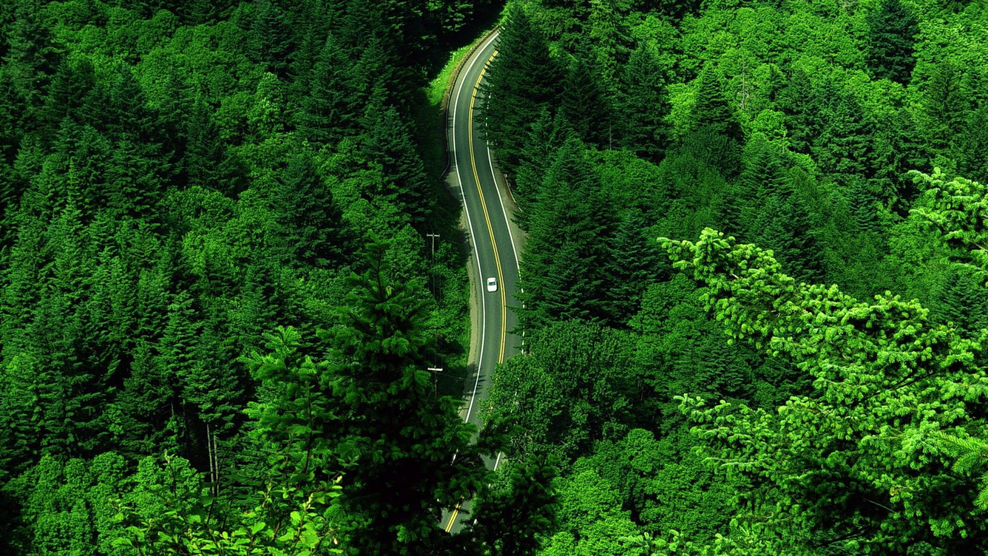 Обои лес, городской лес, растительность, зеленый, природа в разрешении 1920x1080