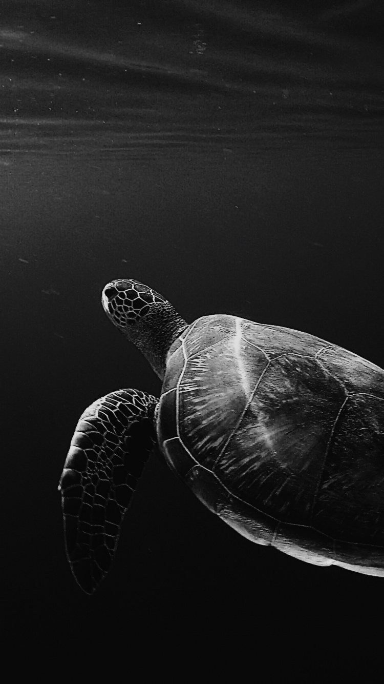 Обои вода, черный и белый, черепаха, пресмыкающееся, морская черепаха в разрешении 750x1334