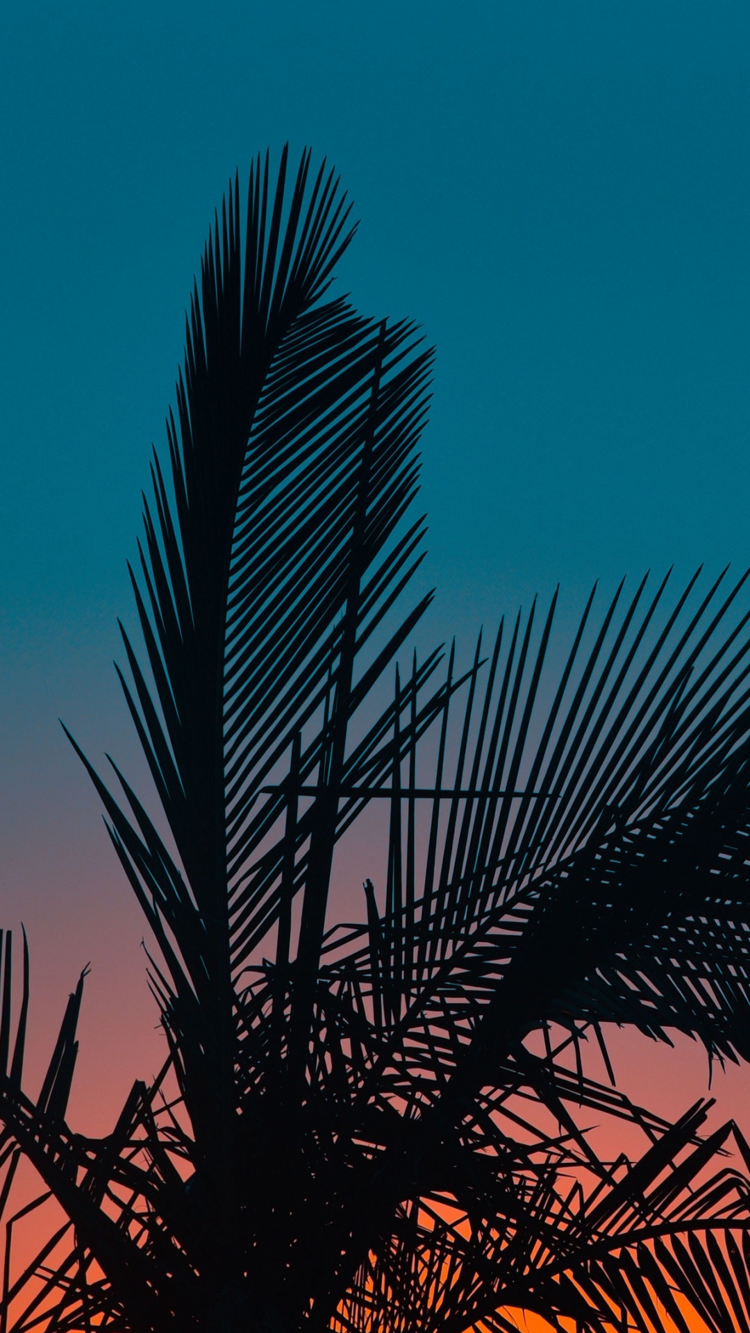 Обои дерево, Пальма, растение, древесные растения, музыка в разрешении 1080x1920