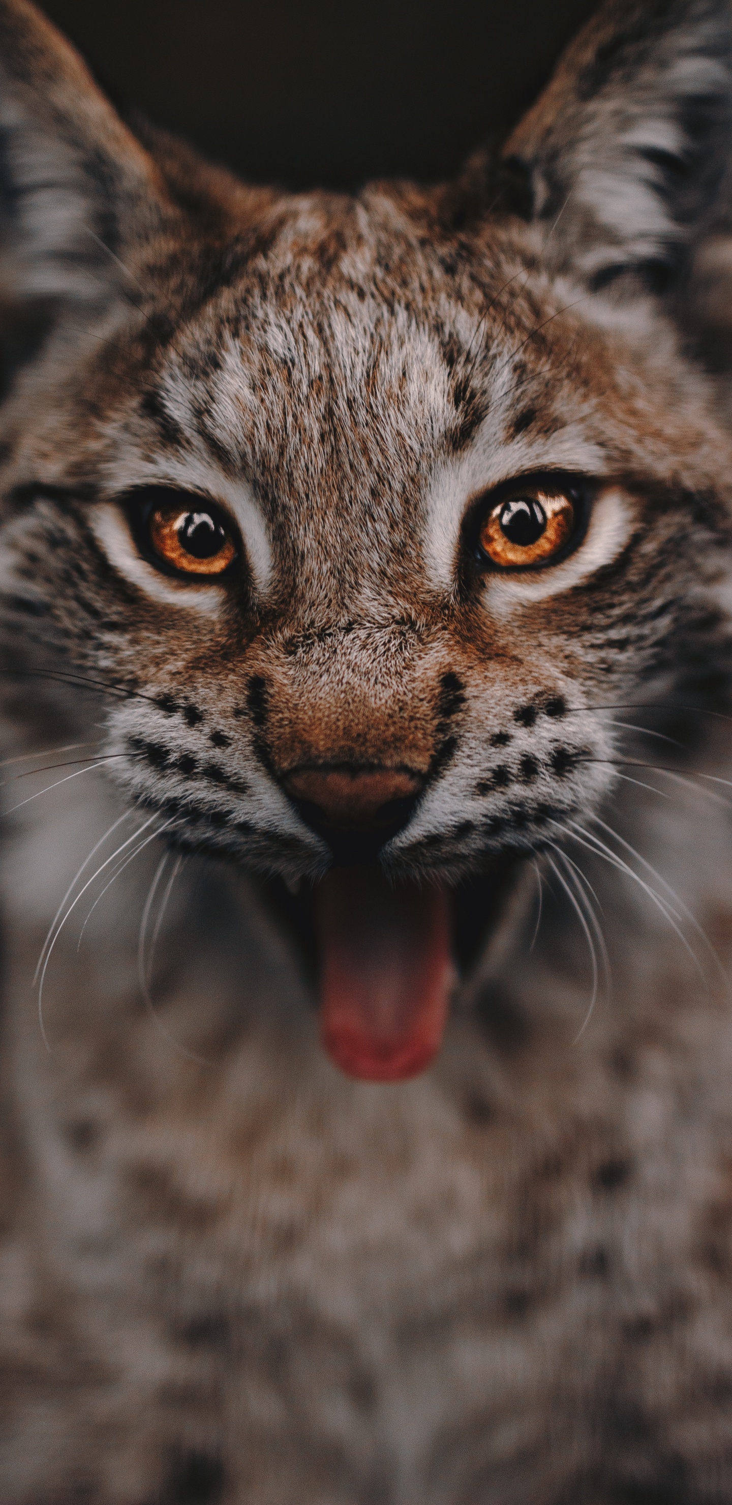 Обои кот, бакенбарды, кошачьих, живая природа, наземные животные в разрешении 1440x2960