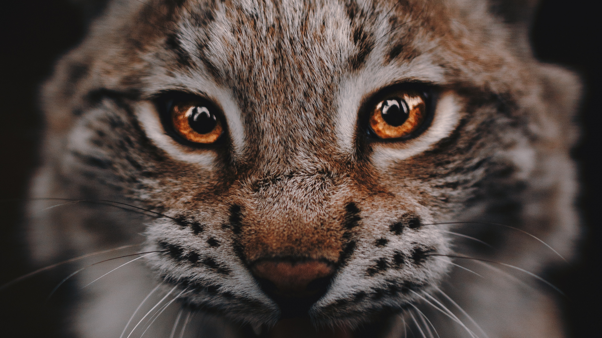 Обои кот, бакенбарды, кошачьих, живая природа, наземные животные в разрешении 2560x1440