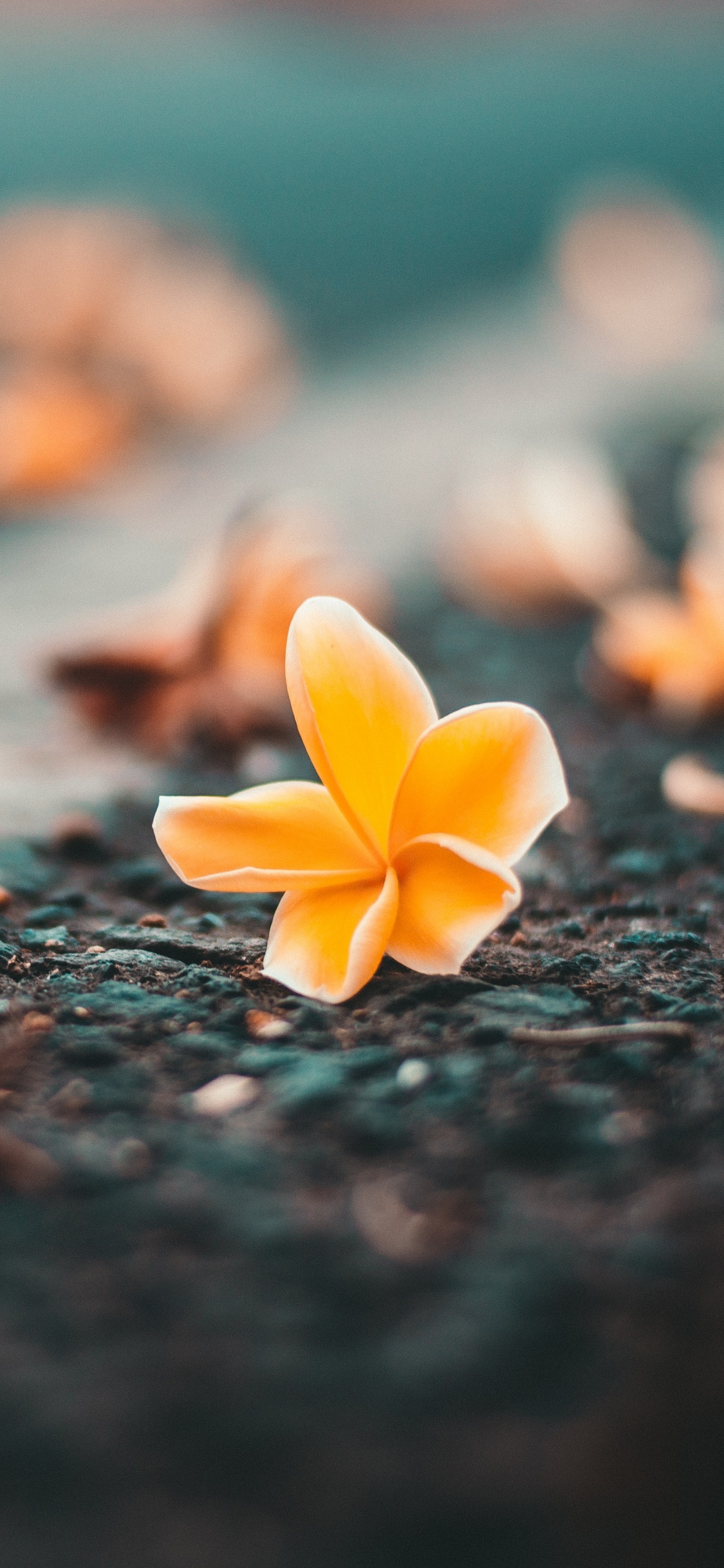 Обои цветок, природа, лист, желтый, лепесток в разрешении 1125x2436