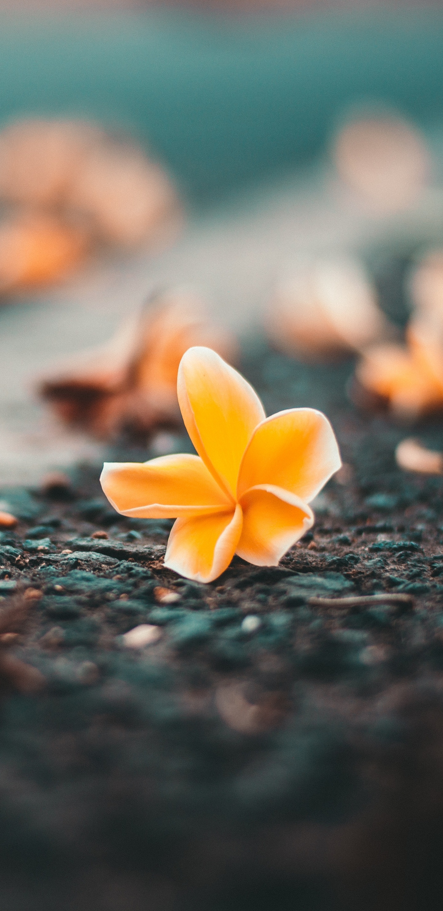 Обои цветок, природа, лист, желтый, лепесток в разрешении 1440x2960