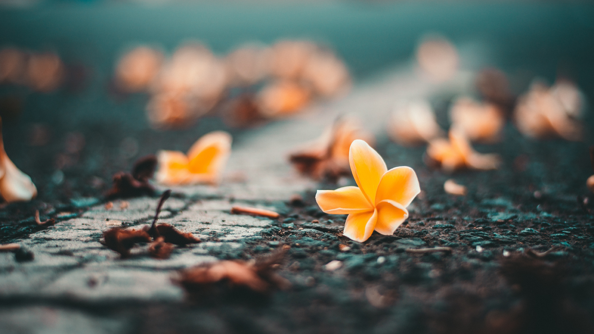 Обои цветок, природа, лист, желтый, лепесток в разрешении 1920x1080