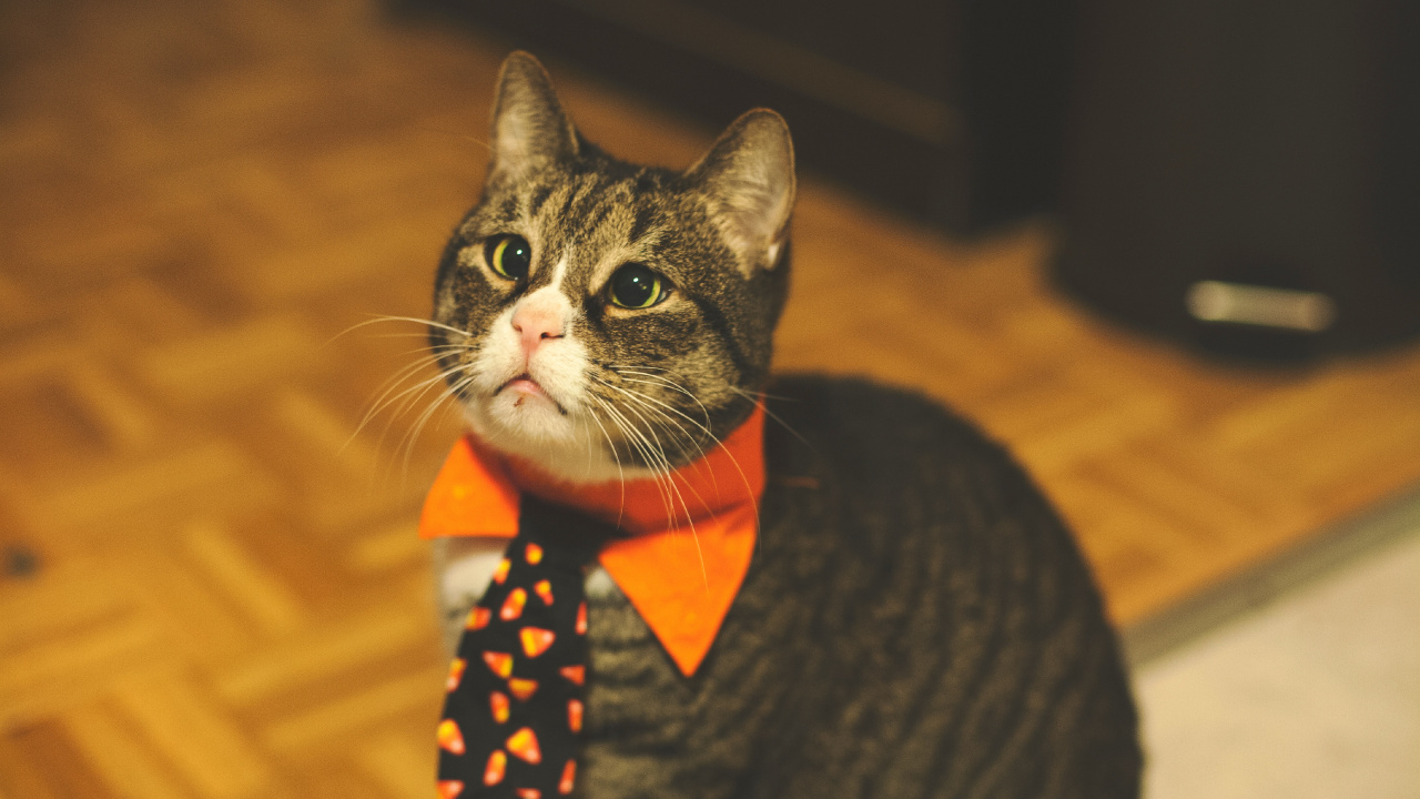 Обои кот, бакенбарды, кошачьих, морда, глаз в разрешении 1280x720