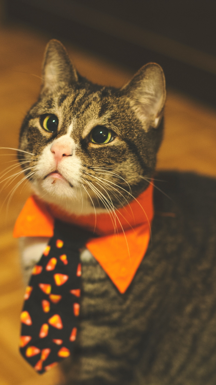 Обои кот, бакенбарды, кошачьих, морда, глаз в разрешении 750x1334