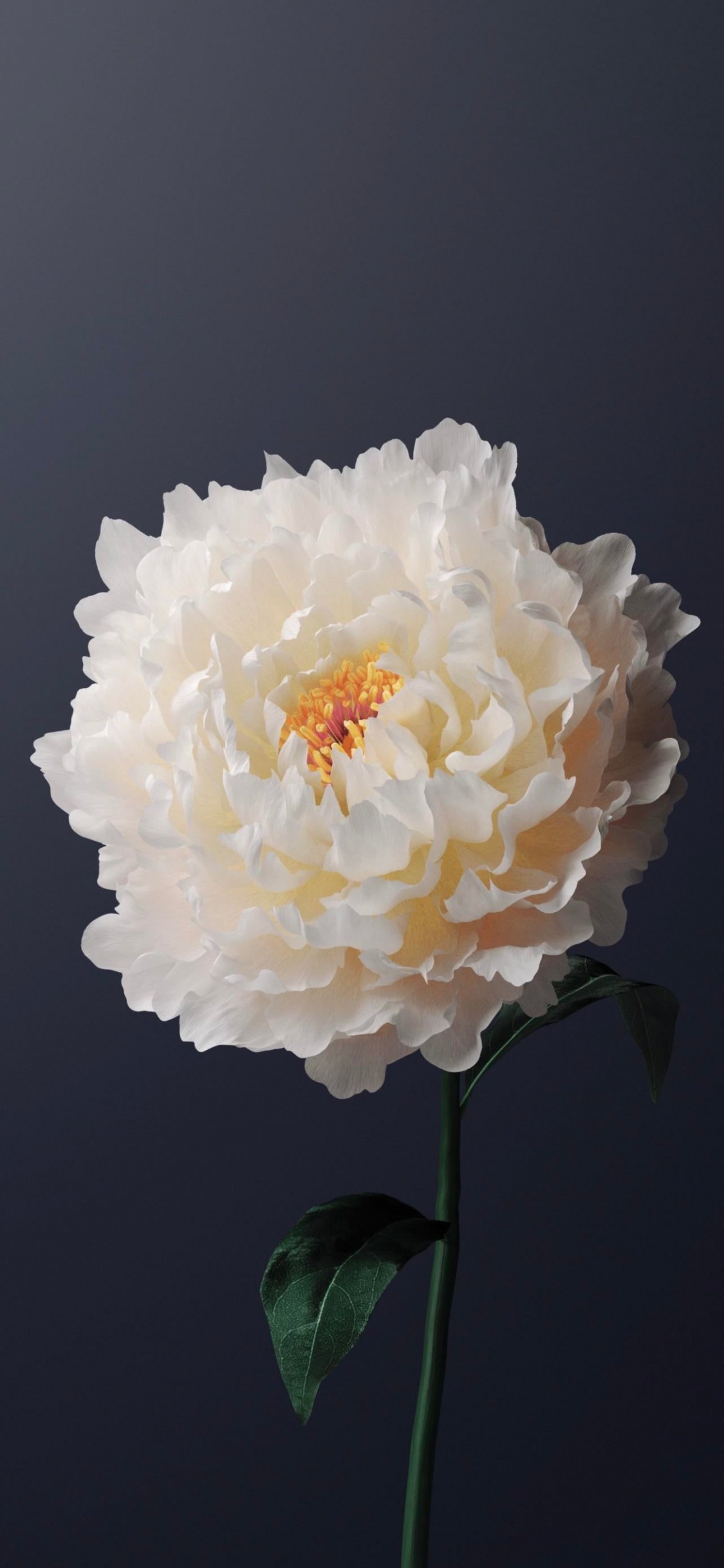 Обои Жив, жив y31, жить х60, андроид, Операционная система в разрешении 1125x2436