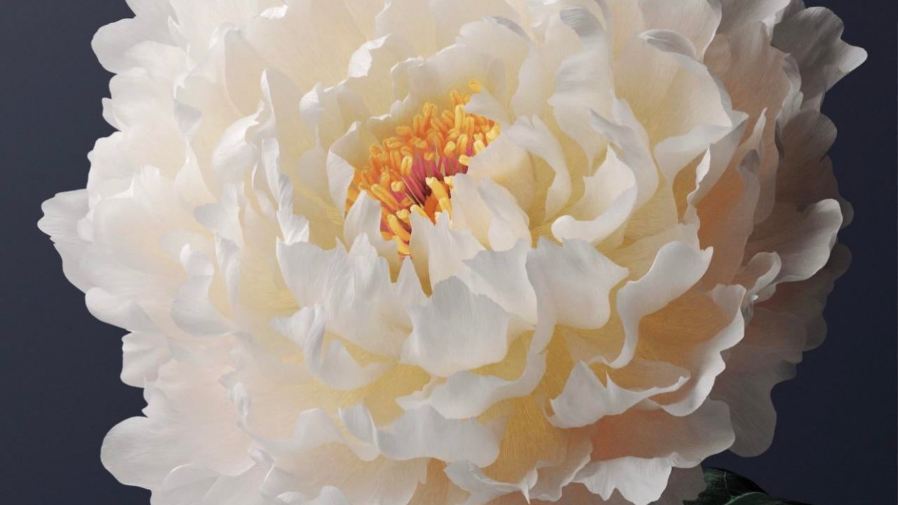 Обои Жив, жив y31, жить х60, андроид, Операционная система в разрешении 1280x720