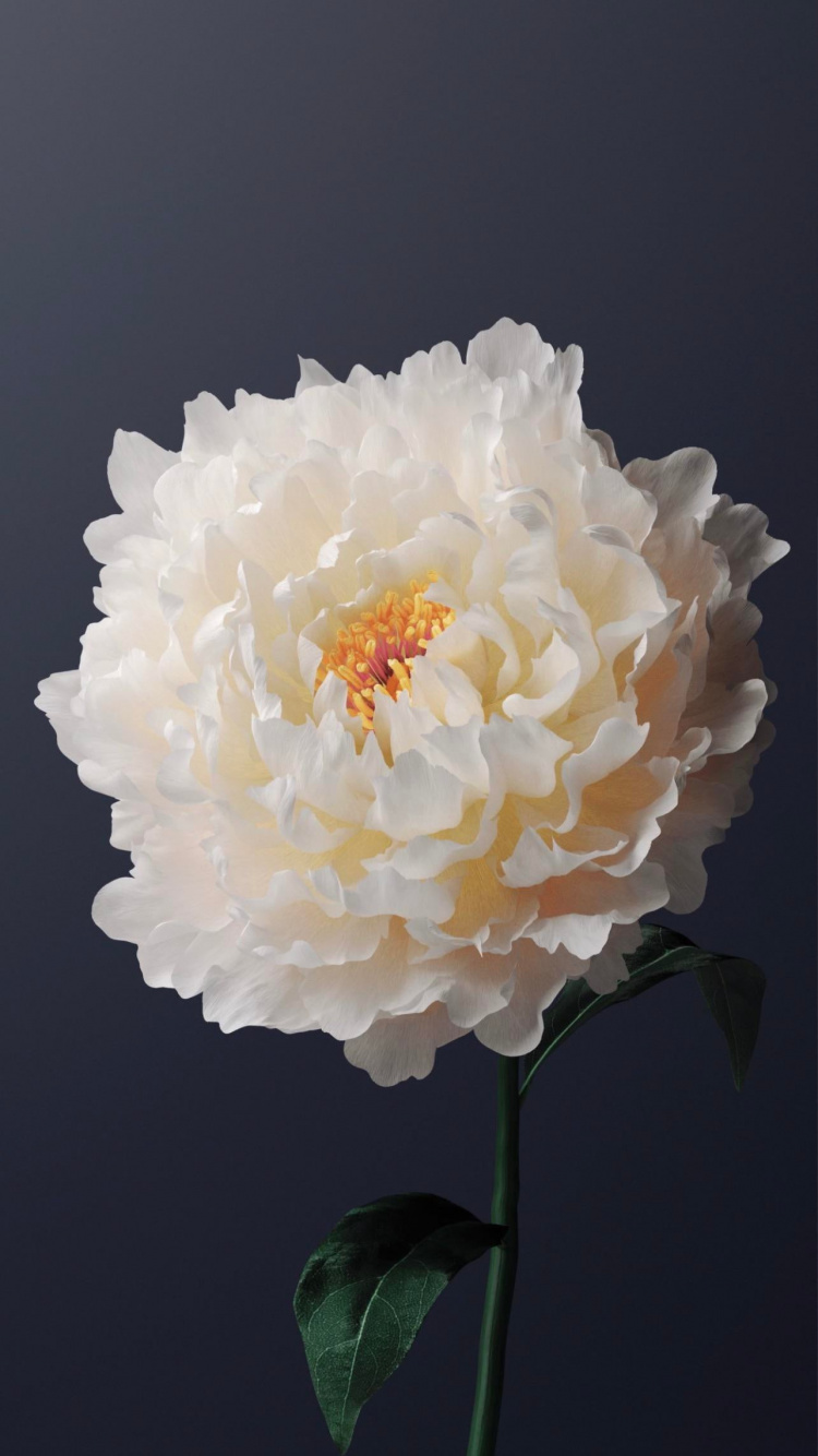 Обои Жив, жив y31, жить х60, андроид, Операционная система в разрешении 750x1334