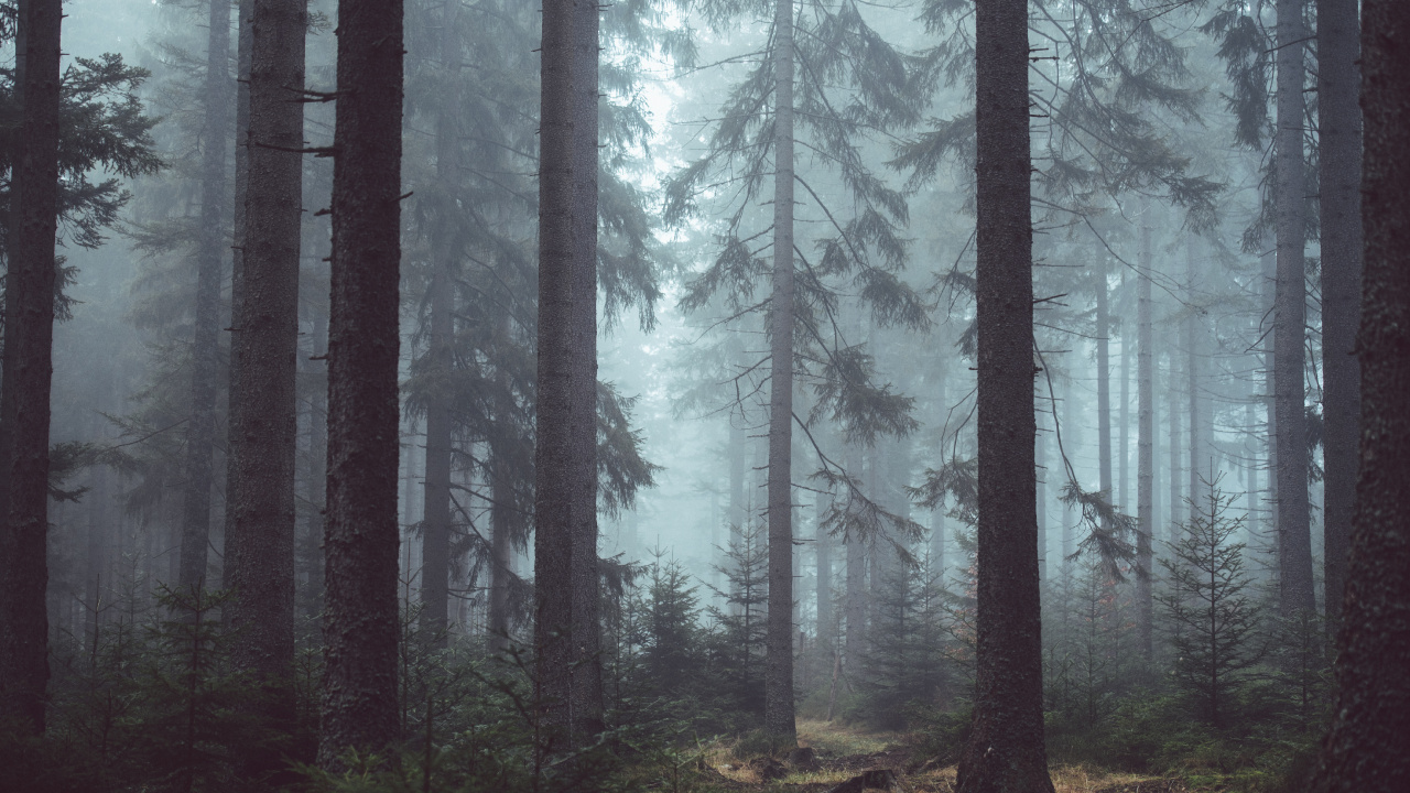 Обои туман, лес, дерево, лесистая местность, природа в разрешении 1280x720