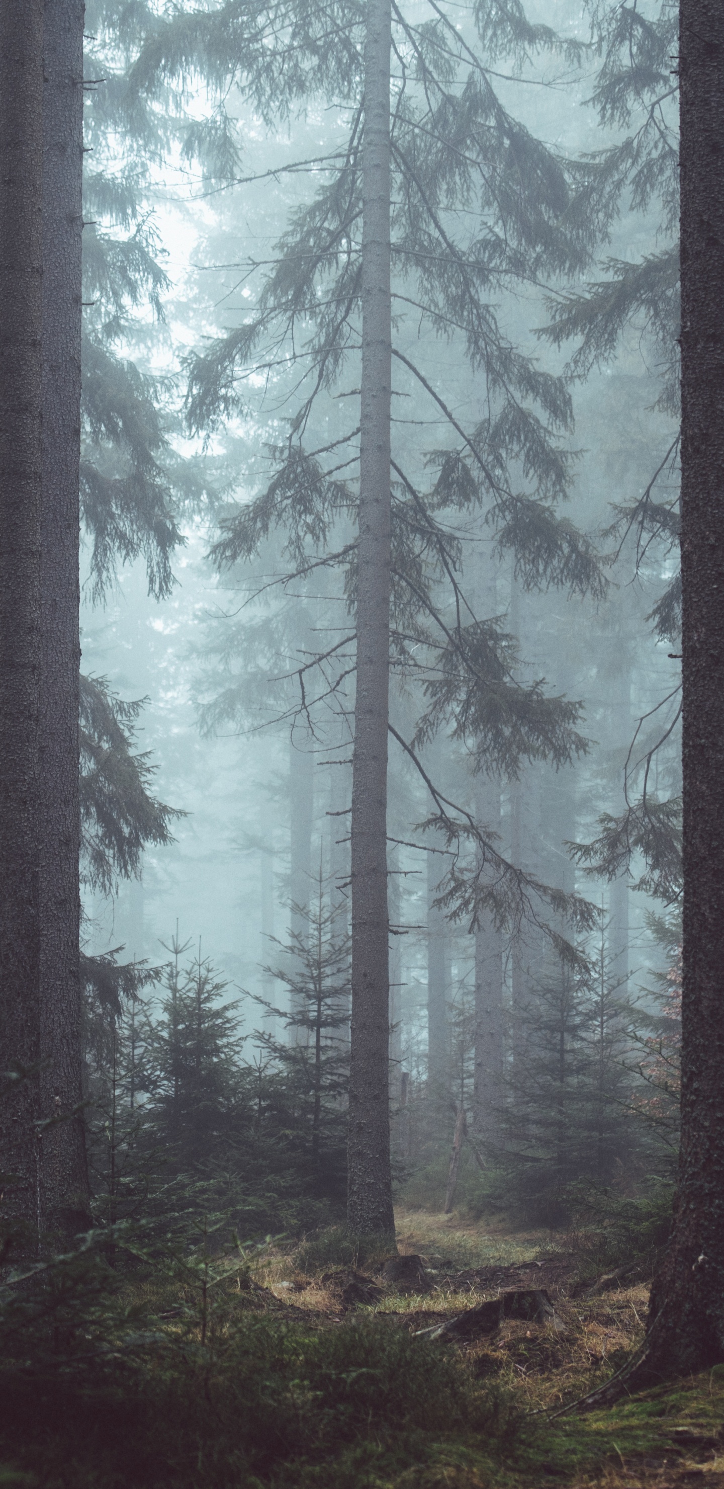 Обои туман, лес, дерево, лесистая местность, природа в разрешении 1440x2960