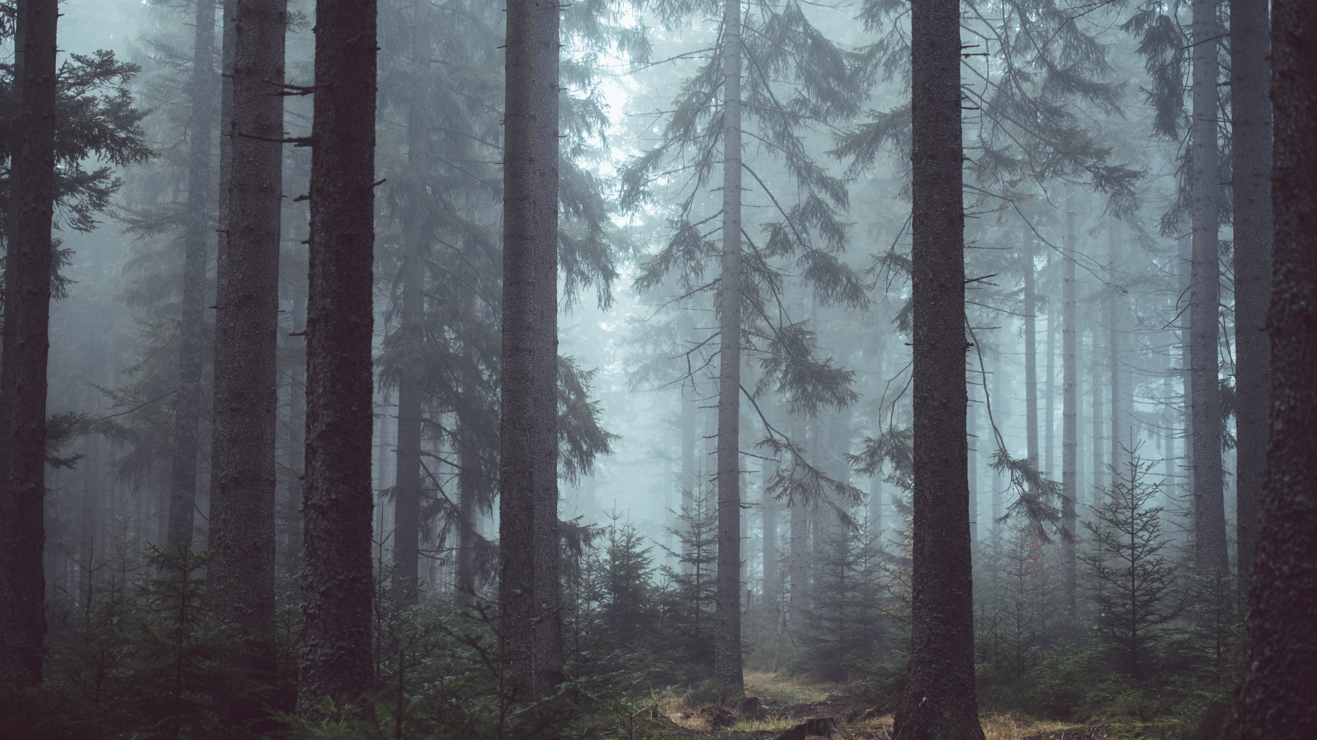 Обои туман, лес, дерево, лесистая местность, природа в разрешении 2560x1440