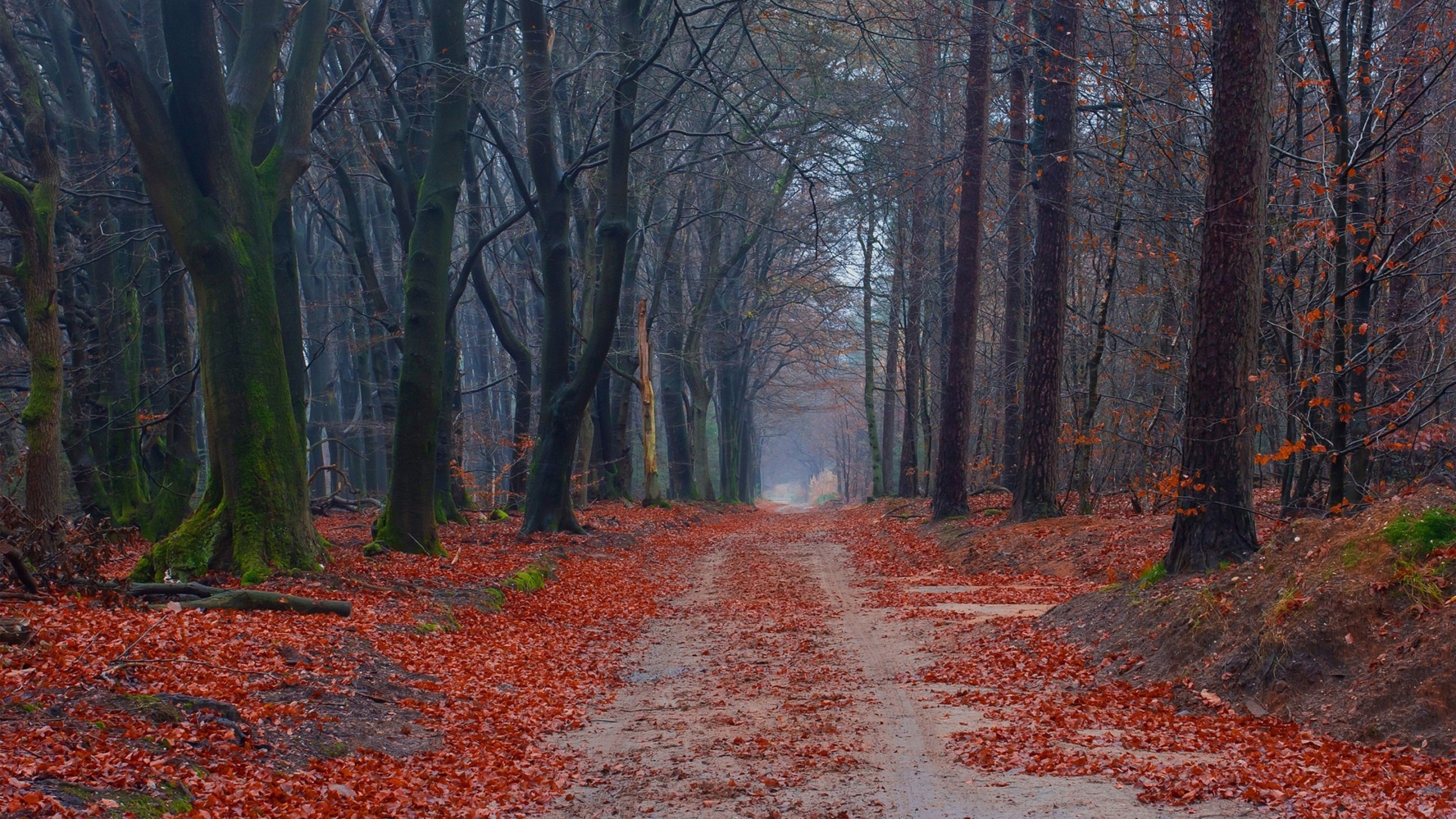 Глубокая осень картинки. Поздняя осень. Осенний лес в ноябре. Глубокая осень. Опавшие листья в лесу.