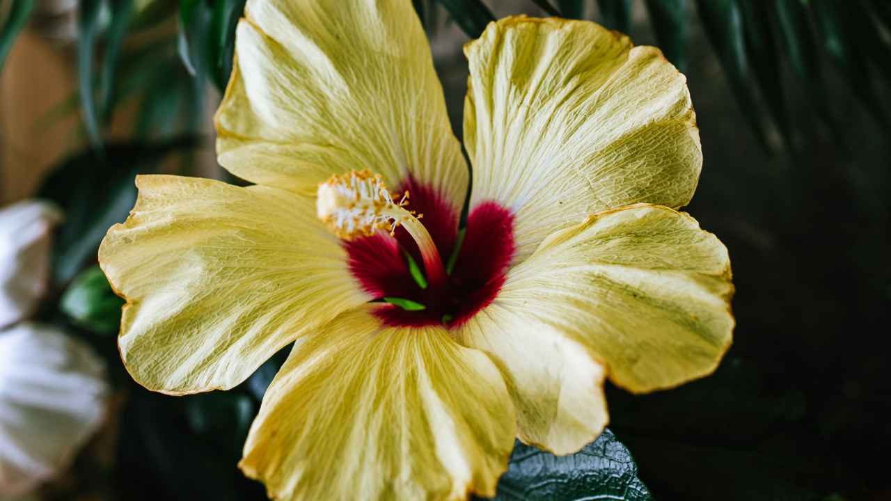 Обои цветковое растение, цветок, лепесток, гибискус, Гавайский гибискус в разрешении 1280x720