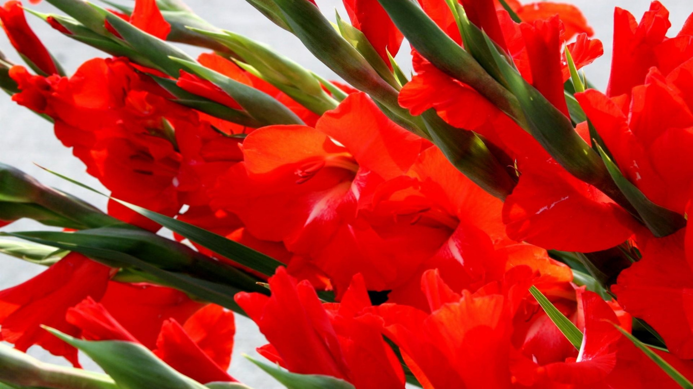 Обои цветковое растение, растение, лепесток, стебель растения, семейства ирисовых в разрешении 1366x768