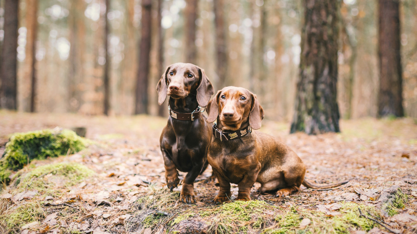 Обои такса, щенок, Чихуахуа, собака породы, пес в разрешении 1366x768